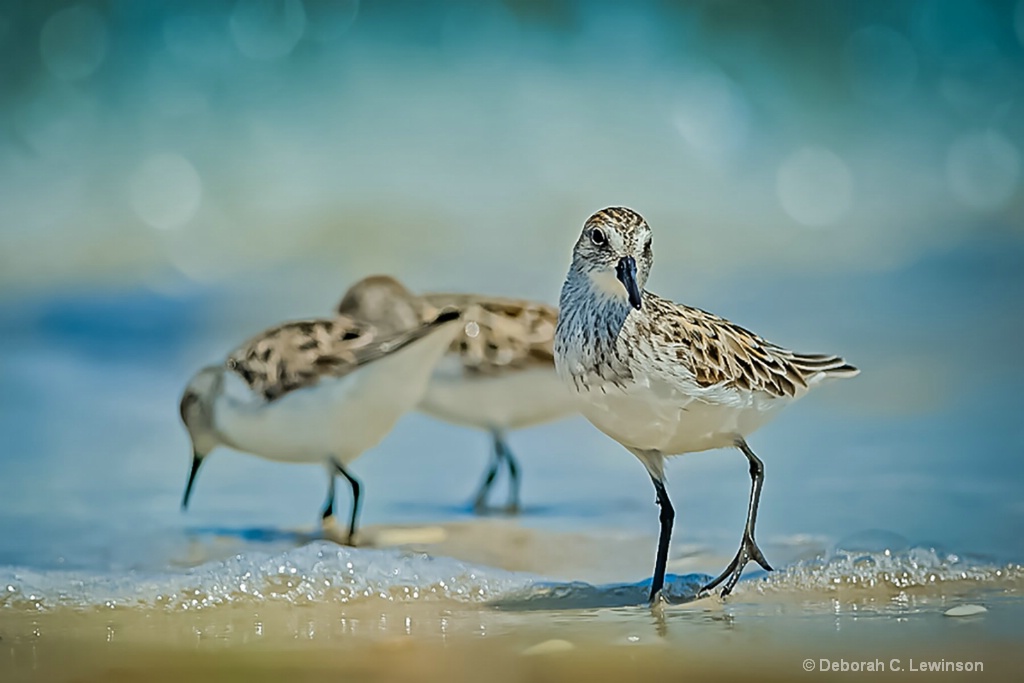 Shore Birds