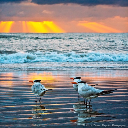 Three Terns at Sunset
