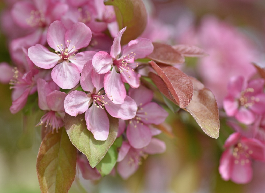 Apple Blossoms