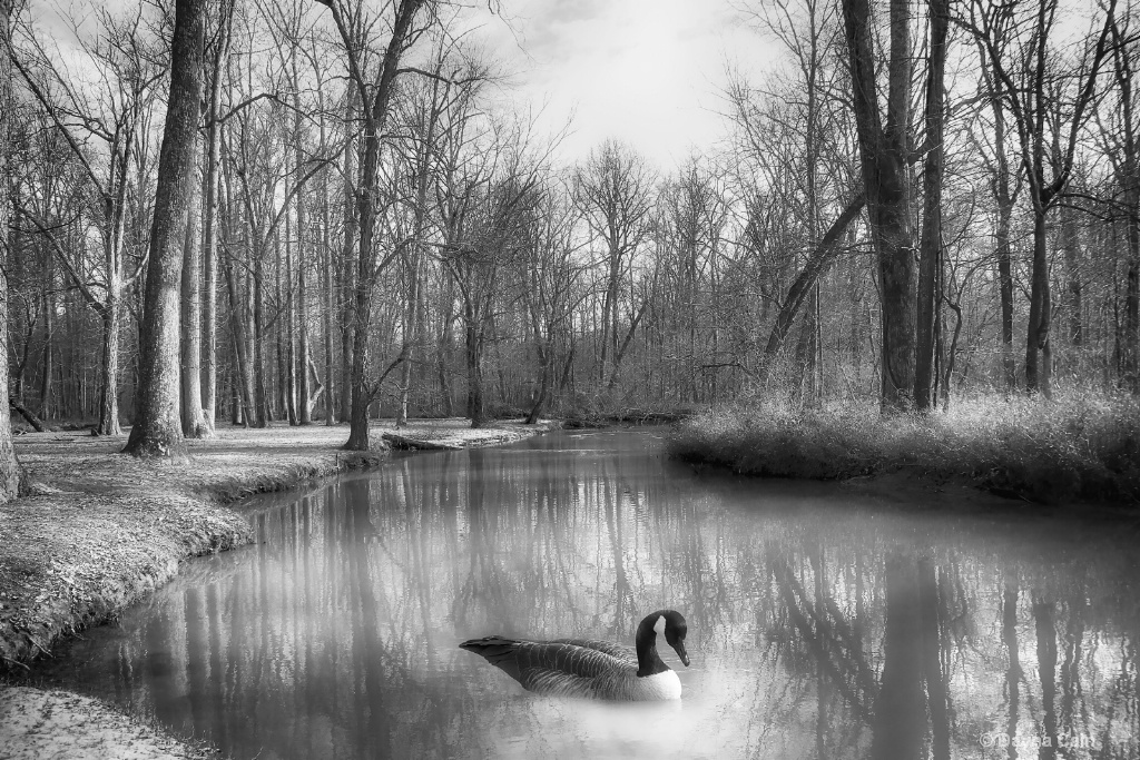 Pond Dweller