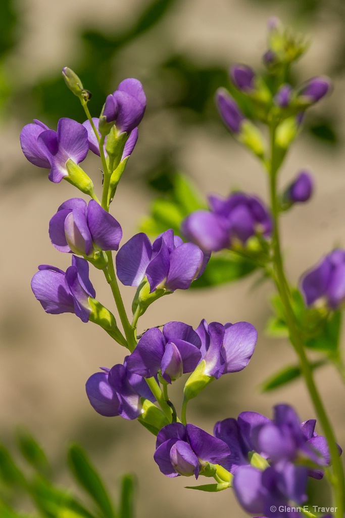 False Indigo  