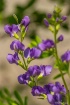 False Indigo  