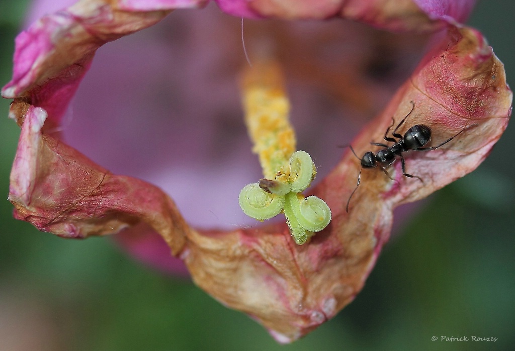 Ant On A Plant