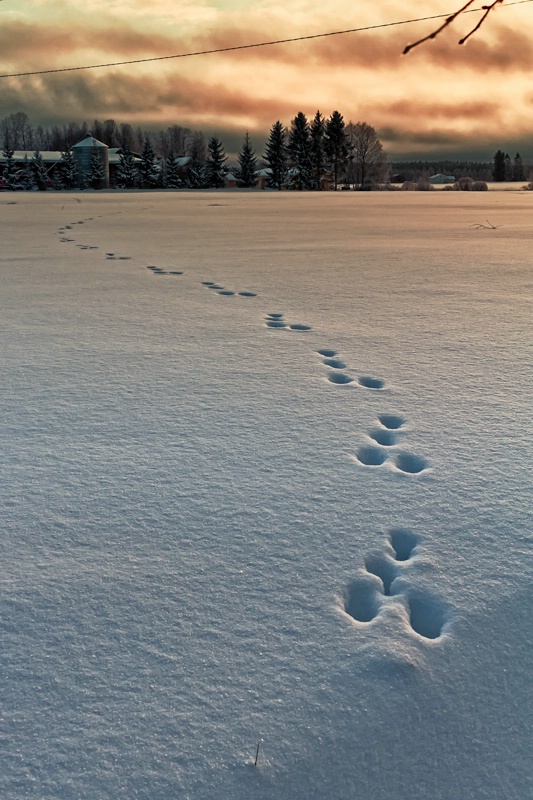 Rabbit Footprints In The Sunset