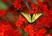 Yellow on Red