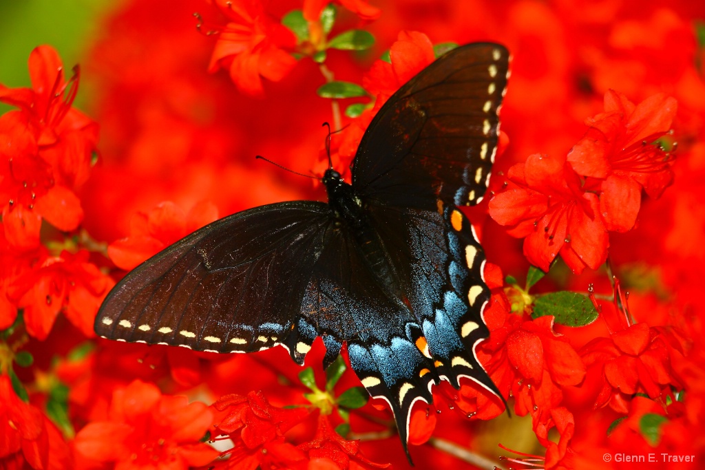 Black Swallowtail