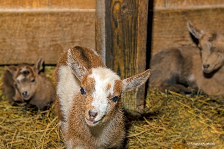 White Head Doe and Siblings