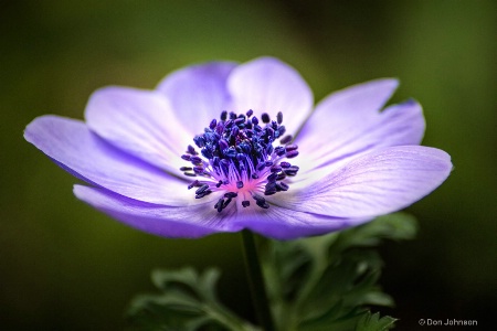 Beautiful Anemone 3-0 F LR 1-27-19 J039