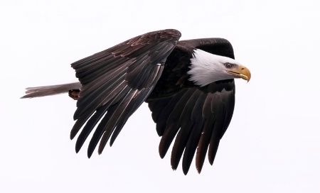 Intensive Eagle 