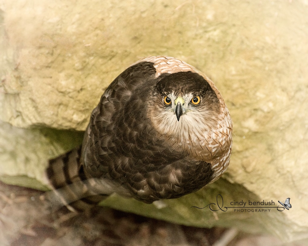 Cooper's Hawk 1