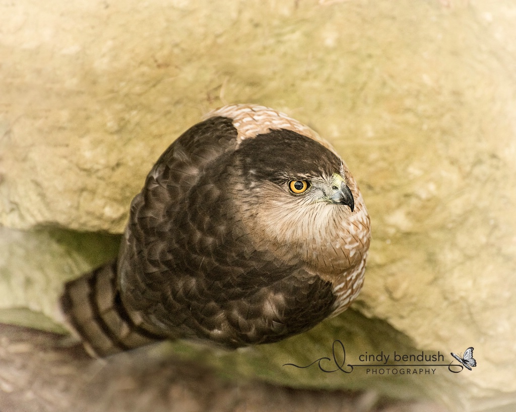 Cooper's Hawk 2