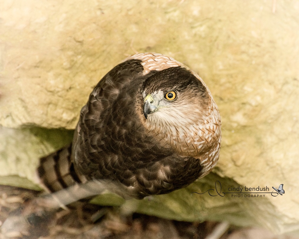 Cooper's Hawk 3