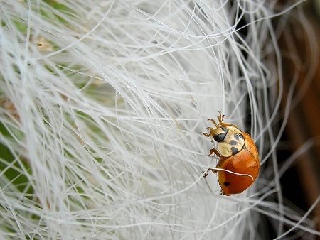 Climbing Up