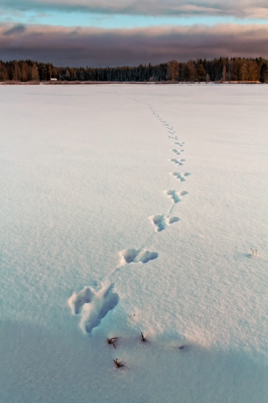 Footprints On The Snow