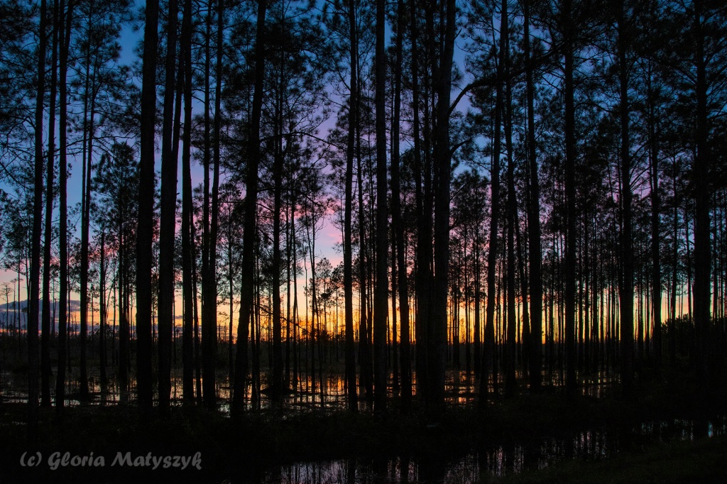 Just after sunset. Okefenokee NWR. Georgia, USA - ID: 15677774 © Gloria Matyszyk