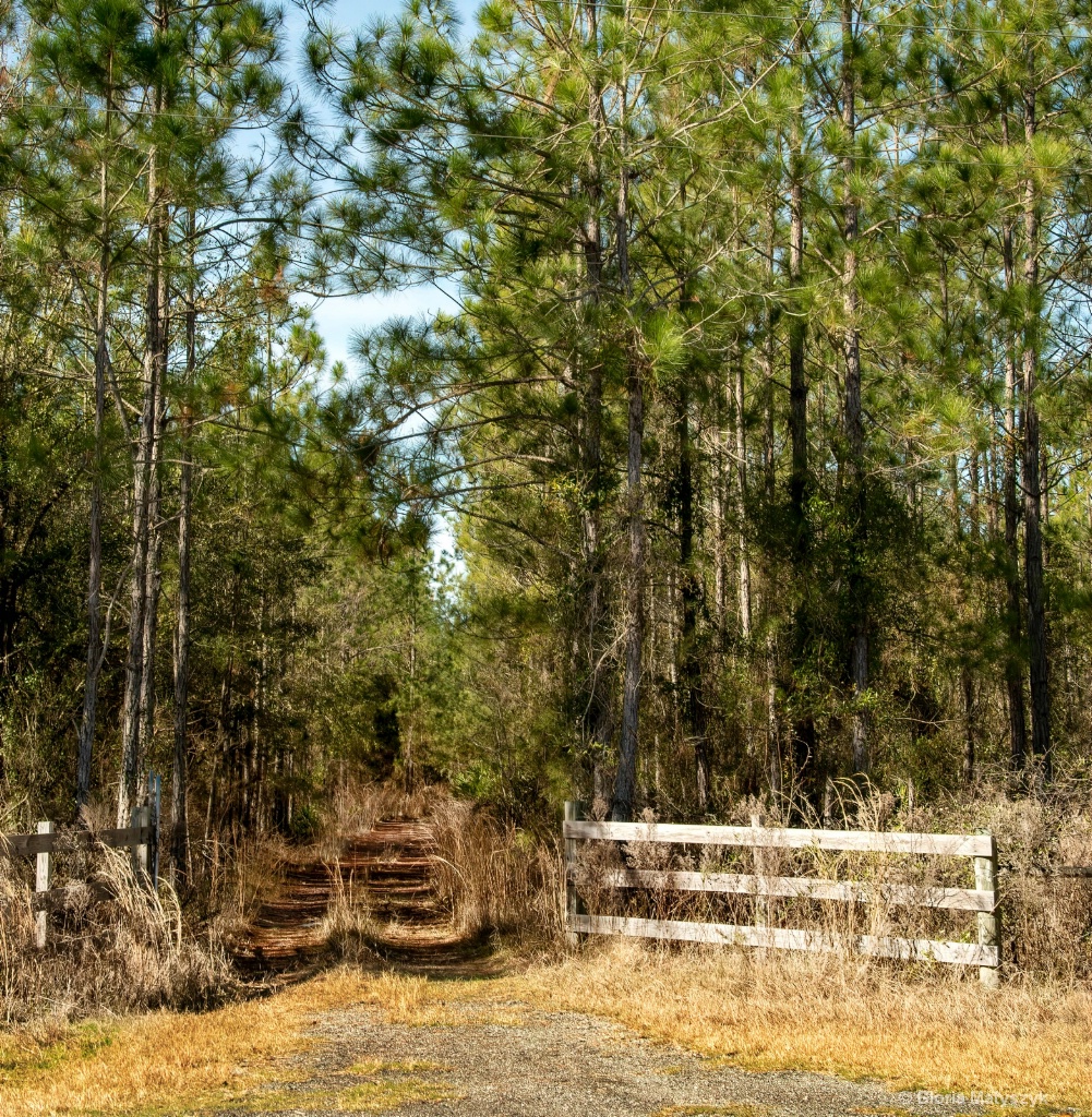 Road in the woods.  Georgia, USA - ID: 15677776 © Gloria Matyszyk