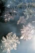 Jack Frost Painte...