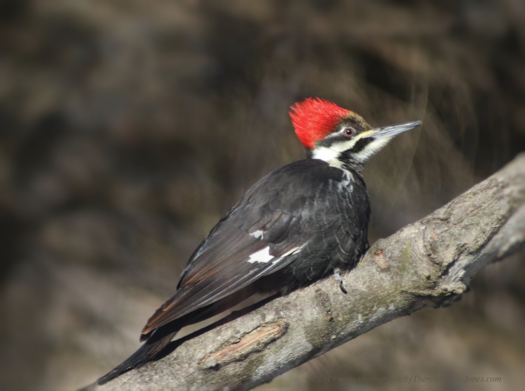 Female Pileated Woodpecker - ID: 15677879 © Theresa Marie Jones