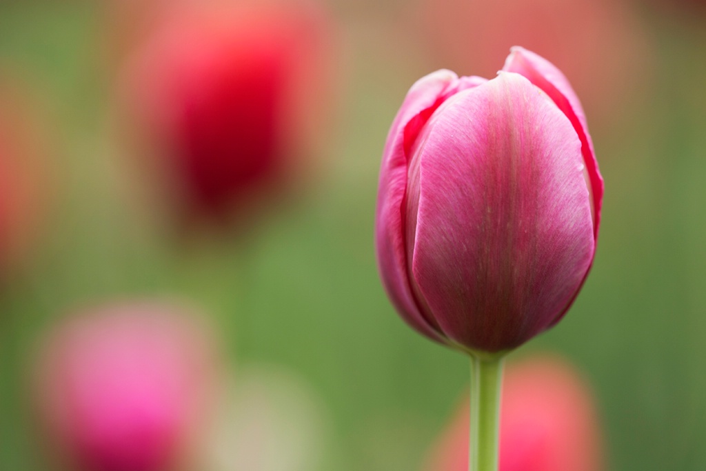 A Tulip