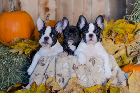 Three Little Frenchies