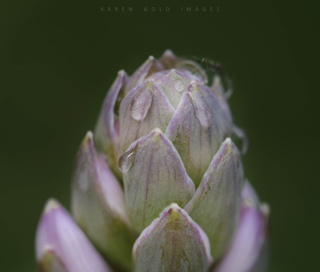 Hosta Buds