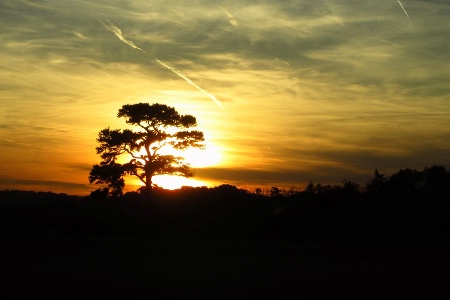 Lonesome Pine