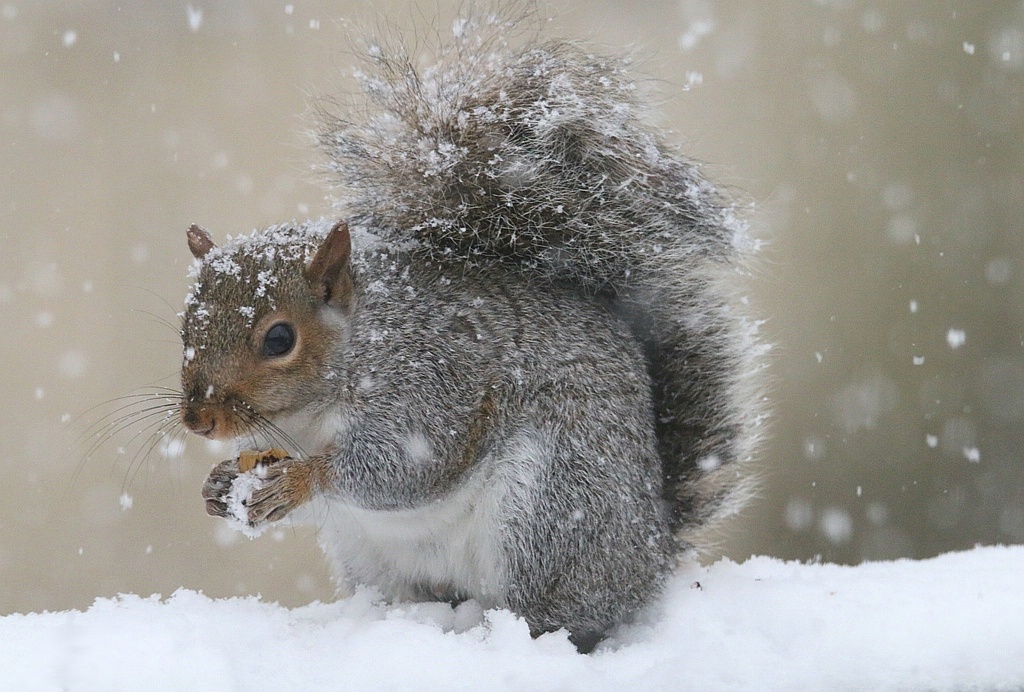 Who Is Ready For A Snowball Fight?