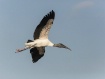 Wood Stork in Fli...