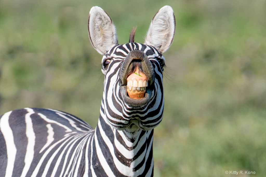 Zebra Smiling for the Camera