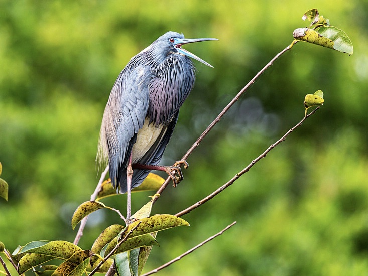 Tricolored Heron with Mating Plumage
