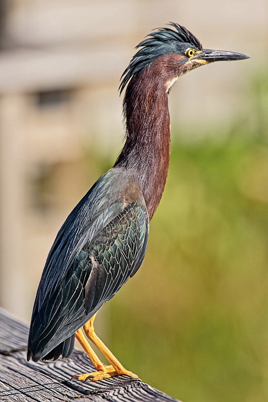 Green Heron With Mating Plumage