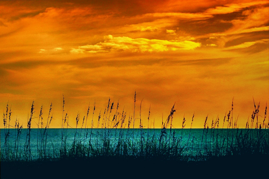 Sea Oats at Sunset