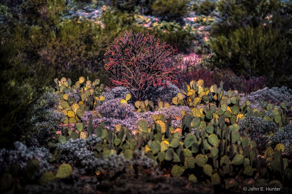 Cactus Garden Tucson - ID: 15678397 © John E. Hunter