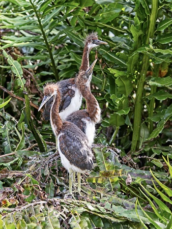 Young Tricolor Herons