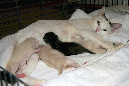 MISS KITTY and Kittens
