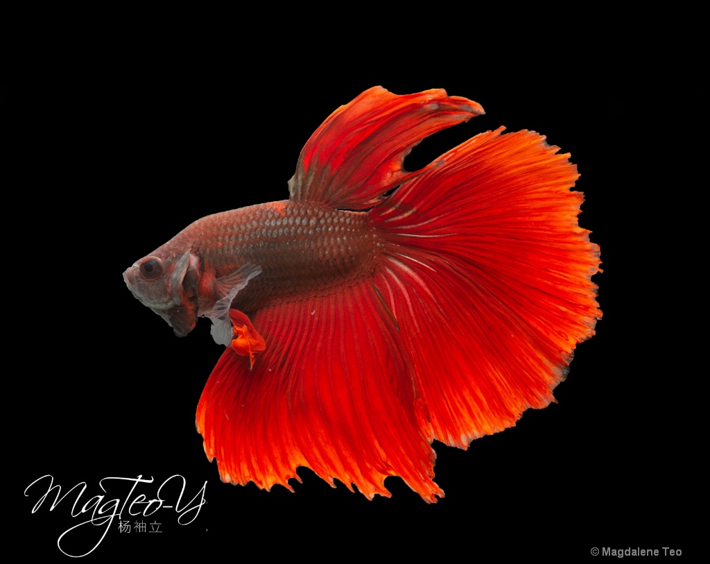 Macro/ Close Up: Betta Fish - Red  - ID: 15678522 © Magdalene Teo