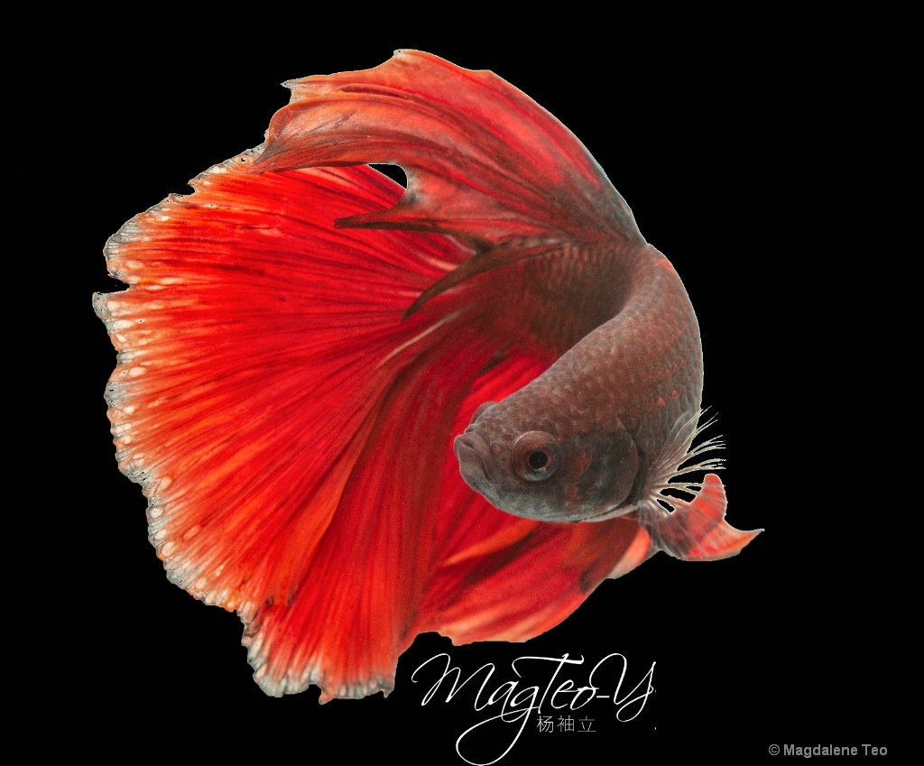 Macro/ Close Up: Betta Fish - Red  - ID: 15678530 © Magdalene Teo