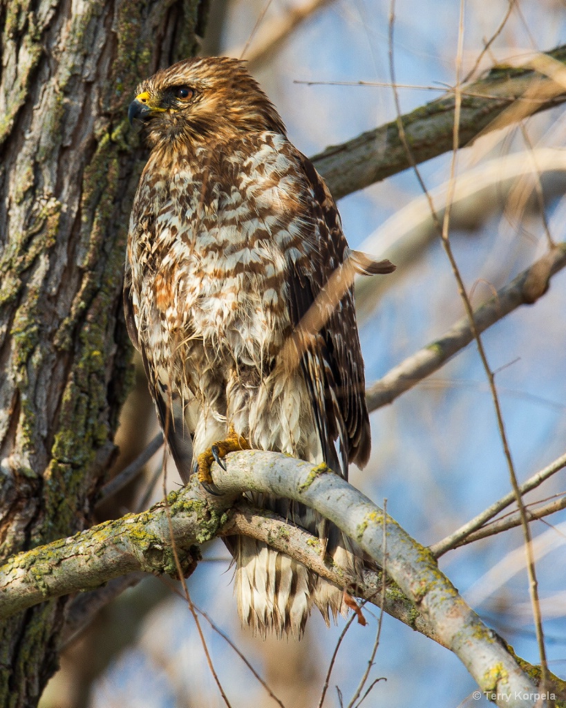 Red-shouldered Hawk (immature)  - ID: 15678551 © Terry Korpela