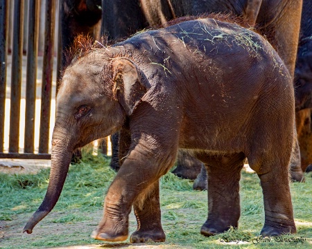 The Baby Elephant Walk