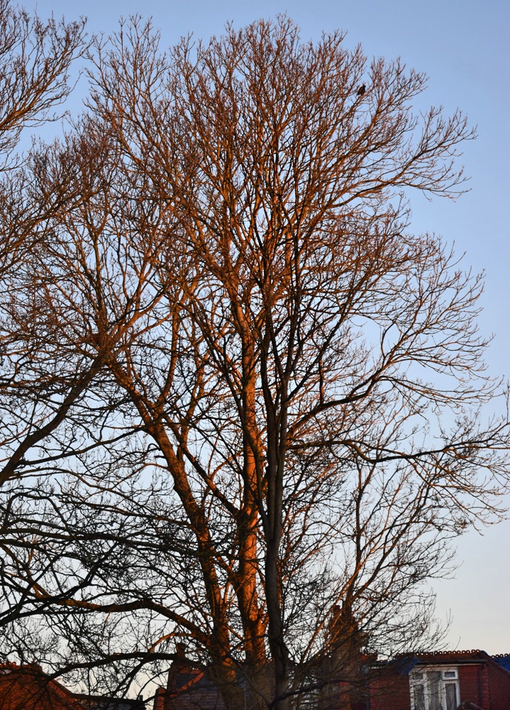 Shades of morning colours 