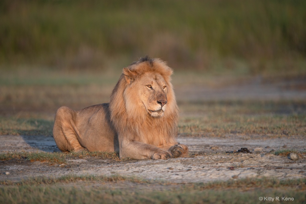 Lion at Dawn - ID: 15678815 © Kitty R. Kono