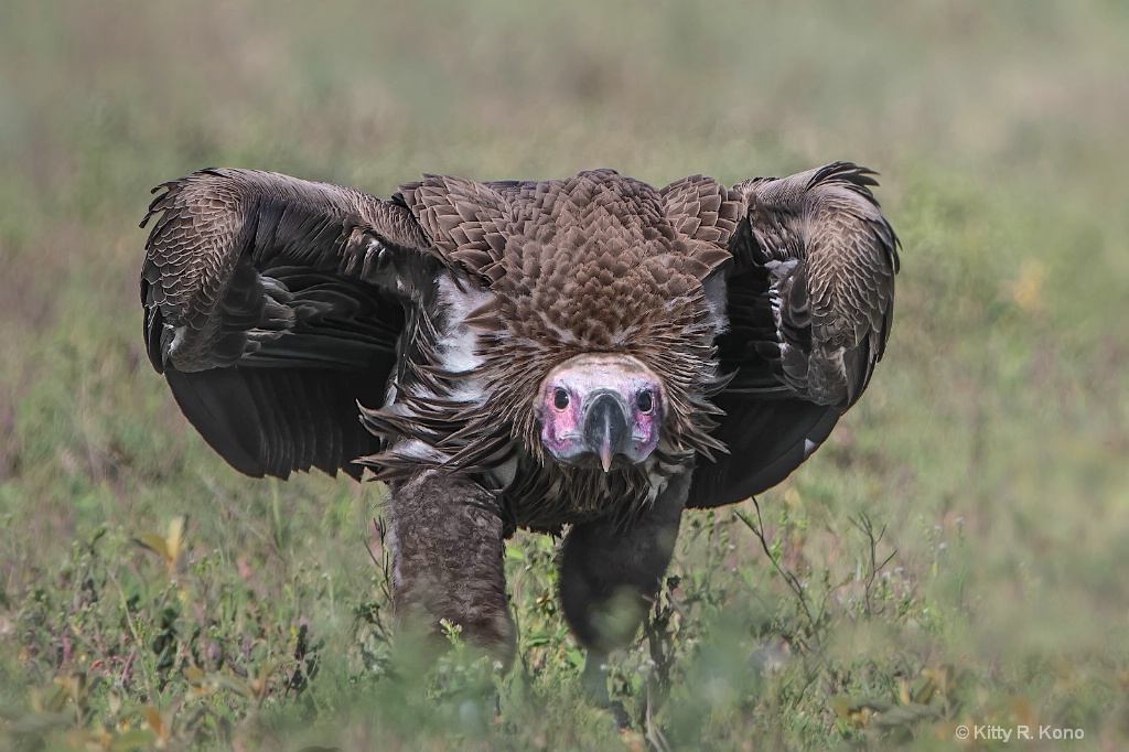 Lappit Faced Vulture in Attack Mode 1 - ID: 15678818 © Kitty R. Kono