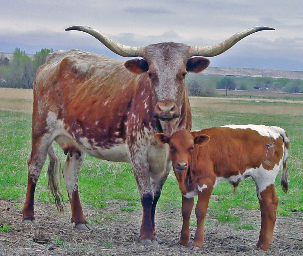 Baby Long Horn 