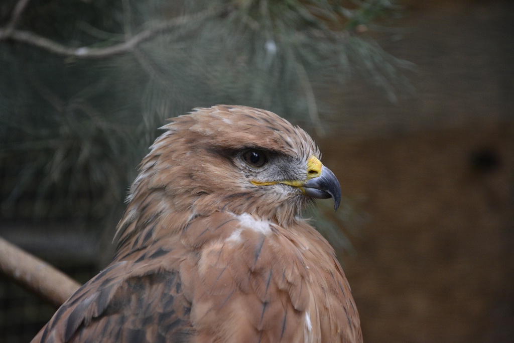 sparrow-hawk