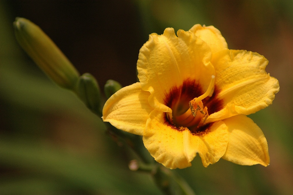 Stella d'Oro Daylily - ID: 15679034 © William S. Briggs