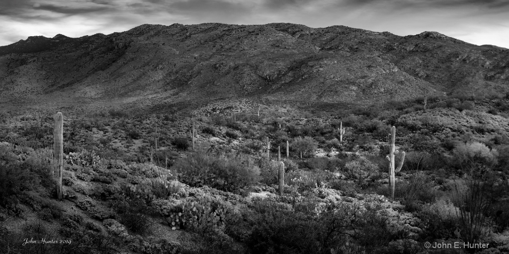 Saguaro NP Valley View - ID: 15679056 © John E. Hunter