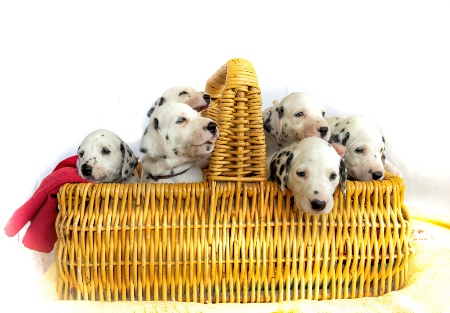 A Basket Of Puppies