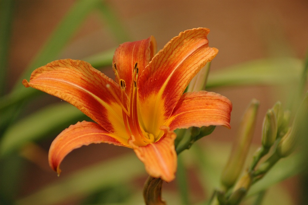 Tiger Lily  - ID: 15679233 © William S. Briggs