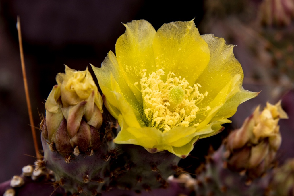 Cactus Flower - ID: 15679248 © William S. Briggs