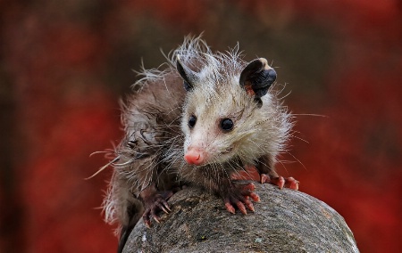 Baby OPossum